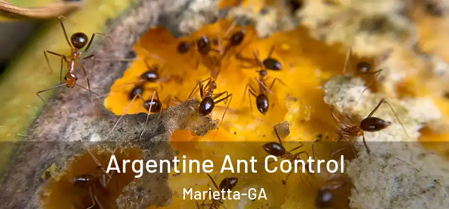 Argentine Ant Control Marietta-GA