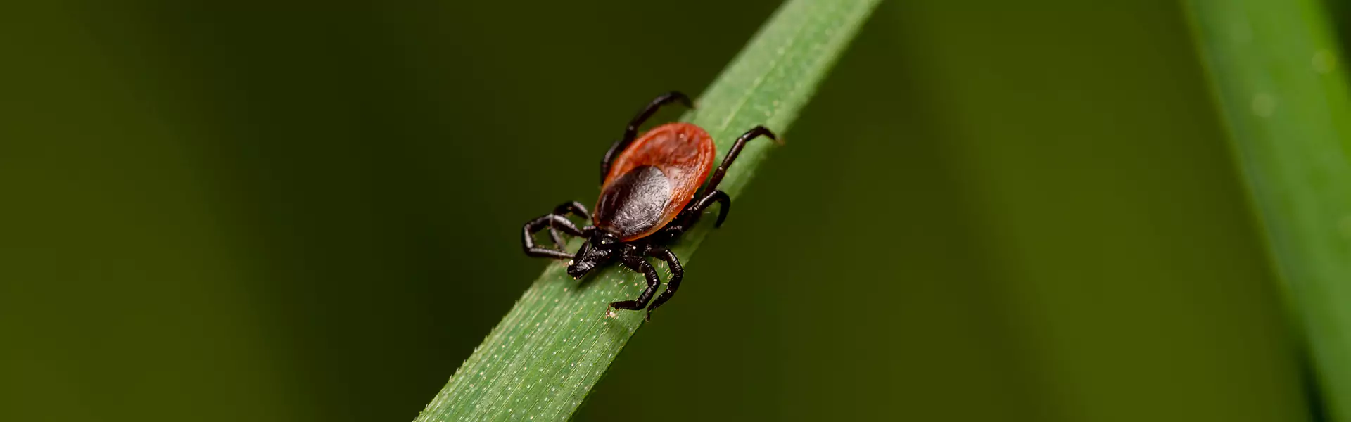 Tick Control