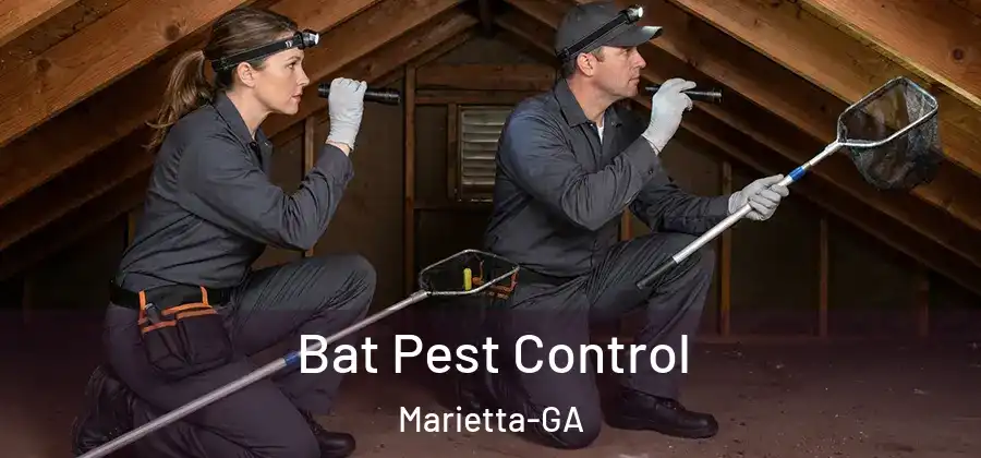  Bat Pest Control Marietta-GA