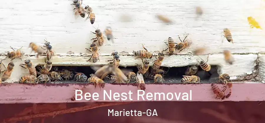  Bee Nest Removal Marietta-GA
