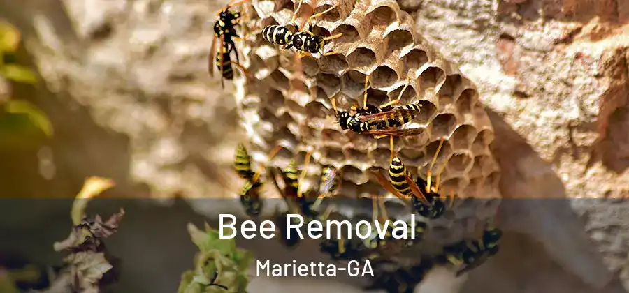  Bee Removal Marietta-GA