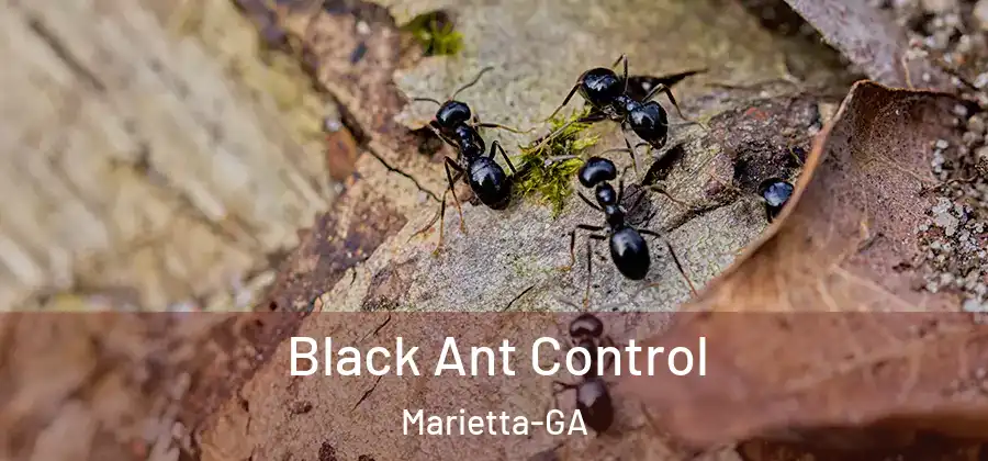  Black Ant Control Marietta-GA