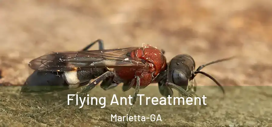  Flying Ant Treatment Marietta-GA
