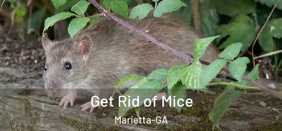 Get Rid of Mice Marietta-GA