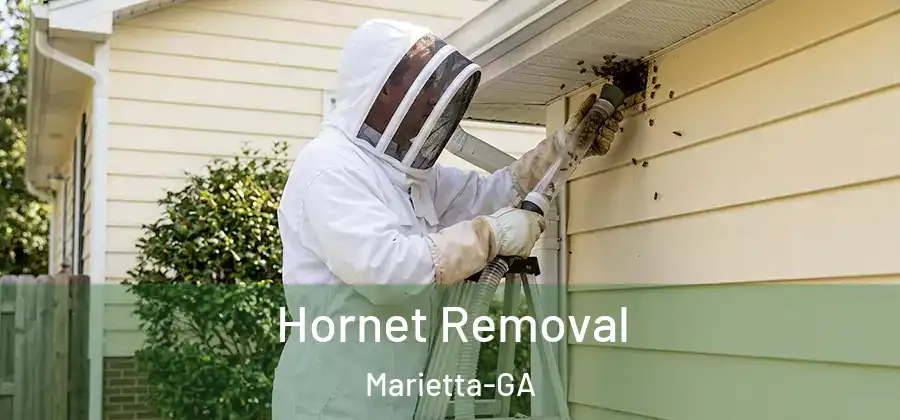  Hornet Removal Marietta-GA
