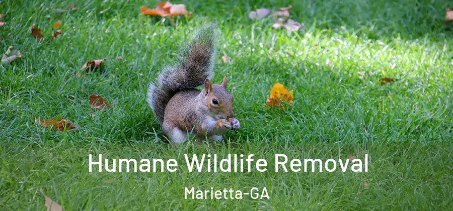  Humane Wildlife Removal Marietta-GA
