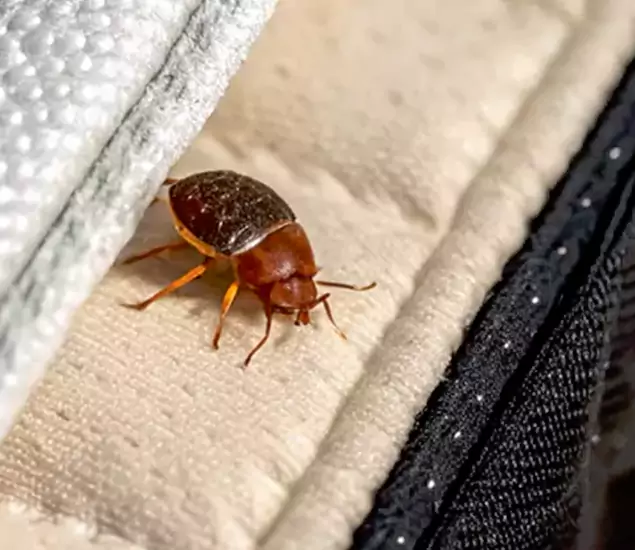 Trusted Bed Bug Prevention Specialists in Marietta, GA