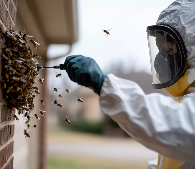 Your Bee Removal Company in Marietta, GA