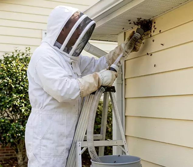 Your Affordable Bee Removal Company in Marietta, GA
