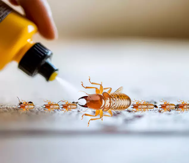 Reliable Bora Care Termite Experts in Marietta, GA