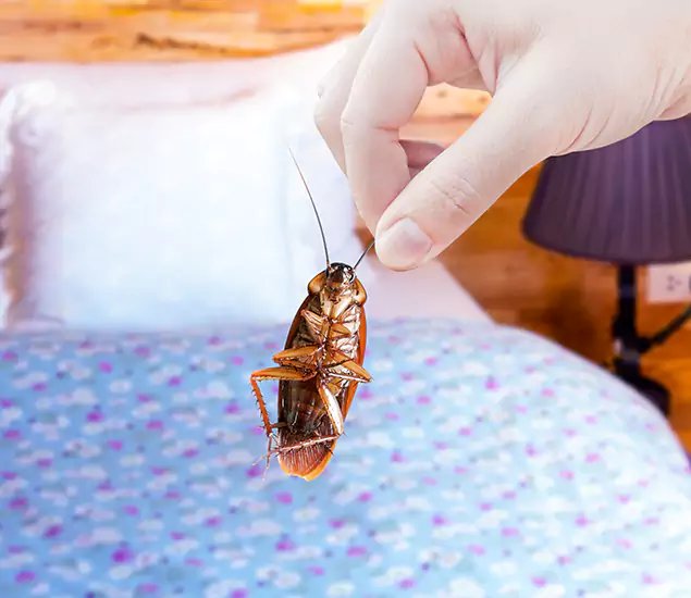 Expert Roach Control Services: Your Cockroach Pest Control in Marietta, GA