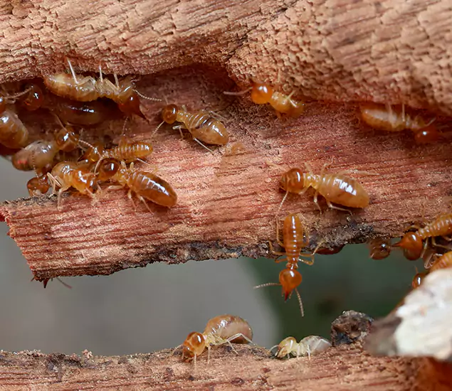 About Our Drywood Termite Treatment Experts in Marietta, GA