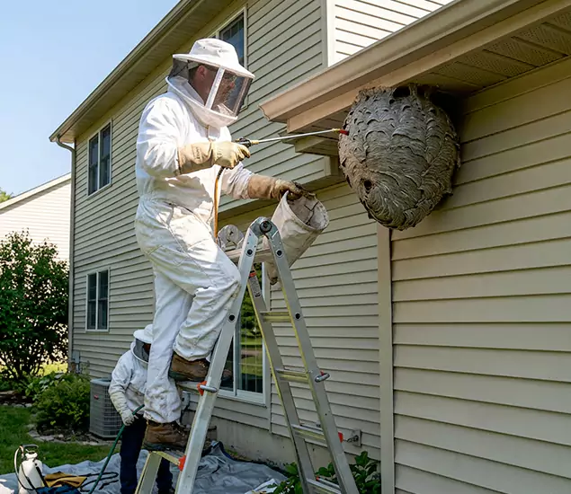 Expert Wasp Nest Removal: Your Local Wasp Nest Removal Company in Marietta, GA