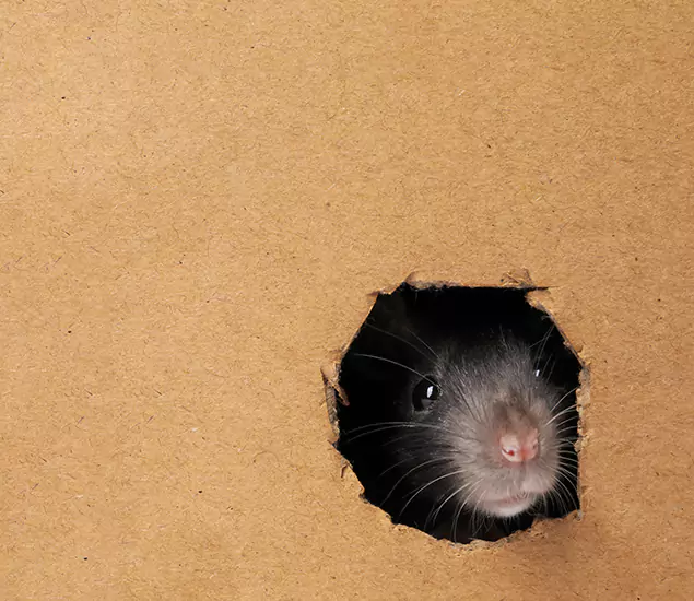Rats in Attic Removal Experts in Marietta, GA