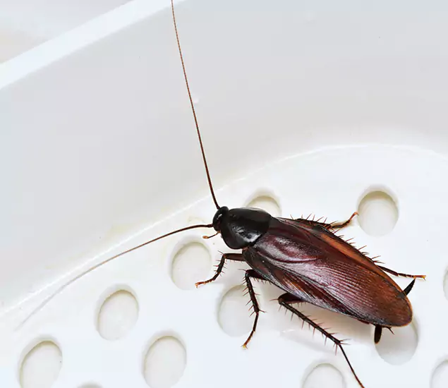 Trusted Cockroach Exterminator: Your Roach Control Services in Marietta, GA