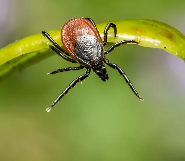 Your Trusted Tick Pest Control in Marietta, GA