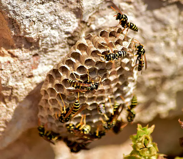 Your Best Wasp Removal Company in Marietta, GA