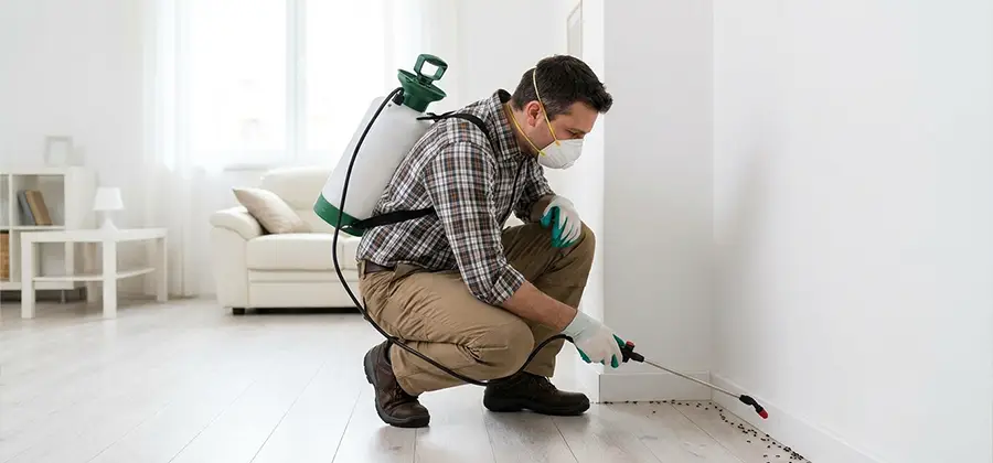 Seasonal Ant Infestation Control in Marietta