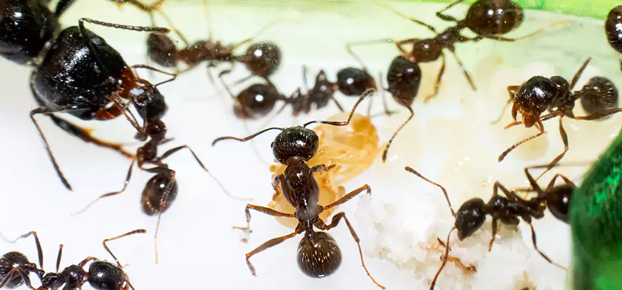 Argentine Ant Barrier Treatment in Marietta