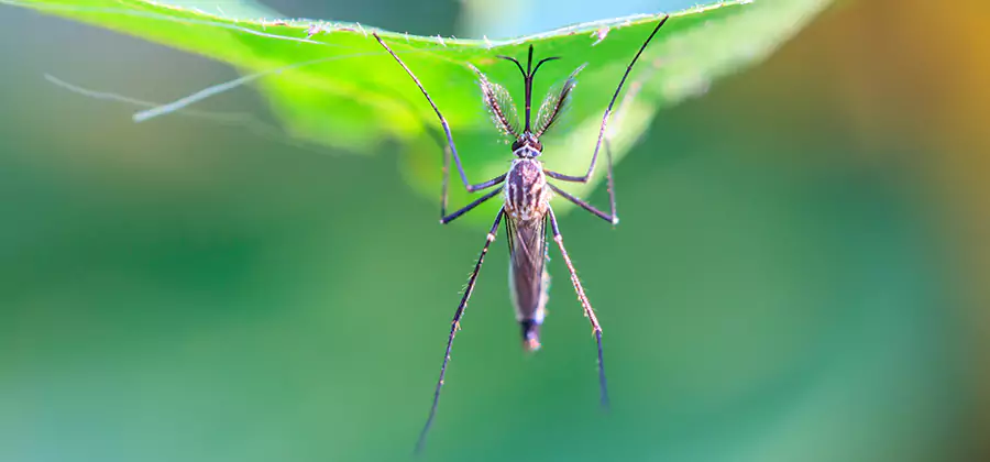 Natural Mosquito Spray for Yard in Marietta