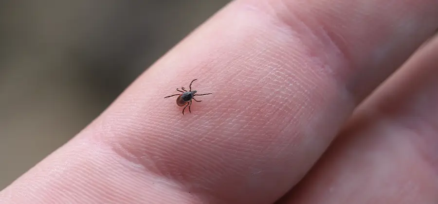Infection Prevention for Bed Bug Bites in Marietta
