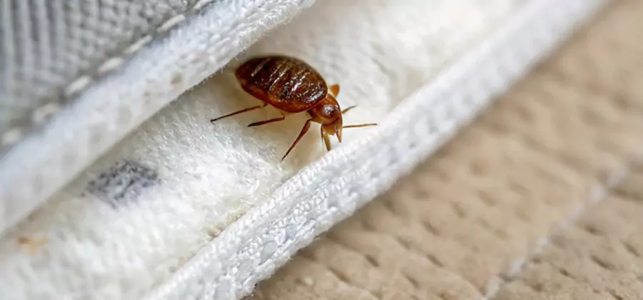 Tenting Bed Bug Fumigation in Marietta