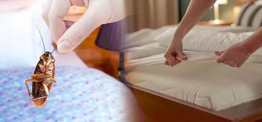 Bed Bug Home Extermination Service in Marietta