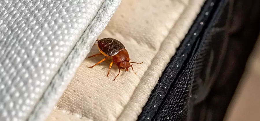 Commercial Bed Bug Control in Marietta