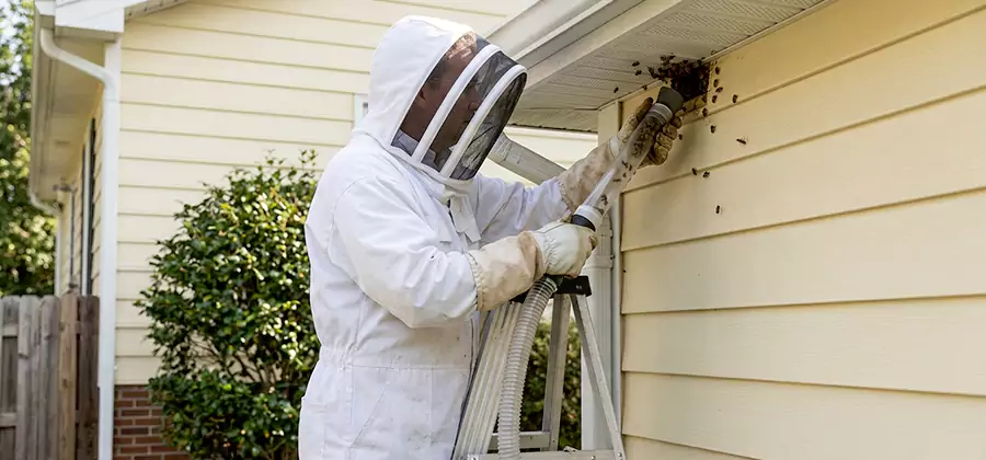 Ground Bee Removal in Marietta