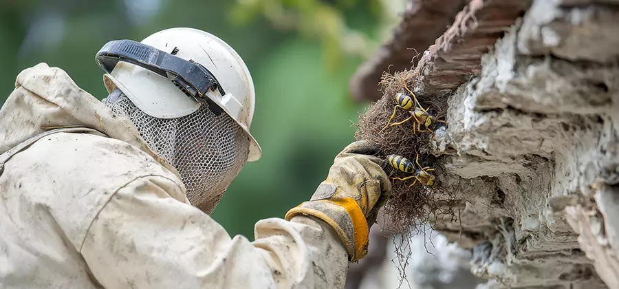 Bee and Wasp Hornet Removal in Marietta