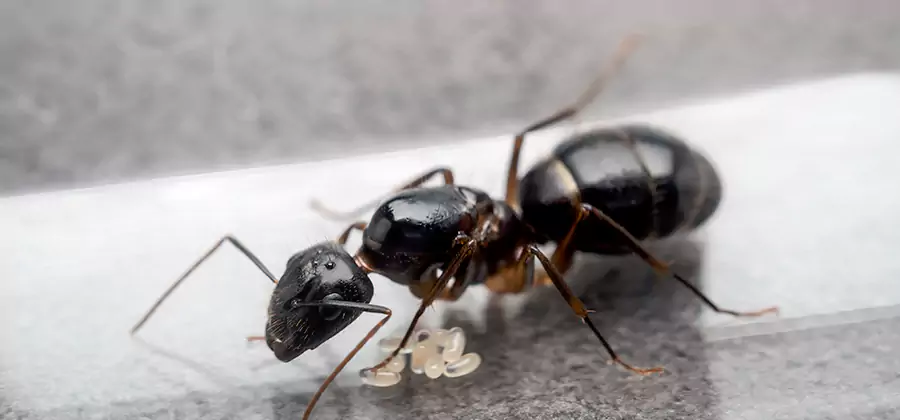 Black Ants in Kitchen Elimination in Marietta