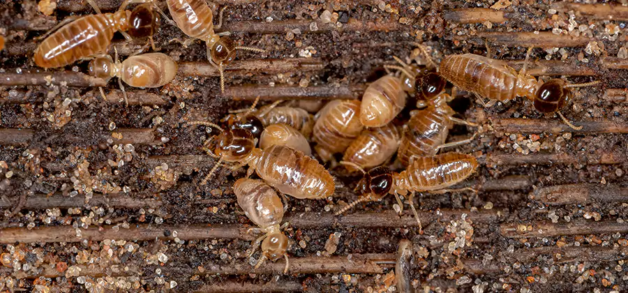 Bora Care Residential Termite Control in Marietta