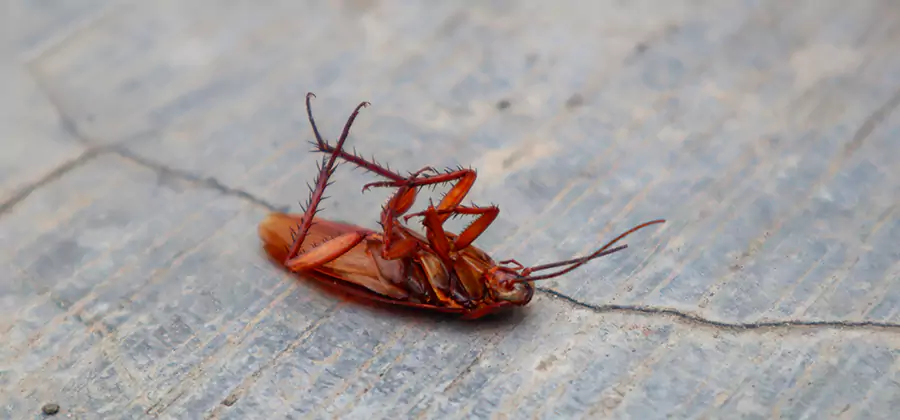 Cockroach Eradication for Commercial Properties in Marietta