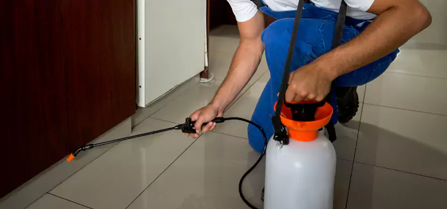 Palmetto Bug Exterminator in Marietta