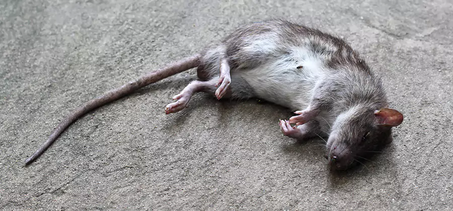Dead Rat Disposal in Marietta