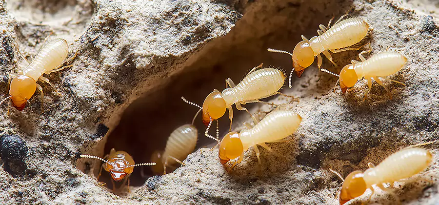 Termite Exterminator Services in Marietta