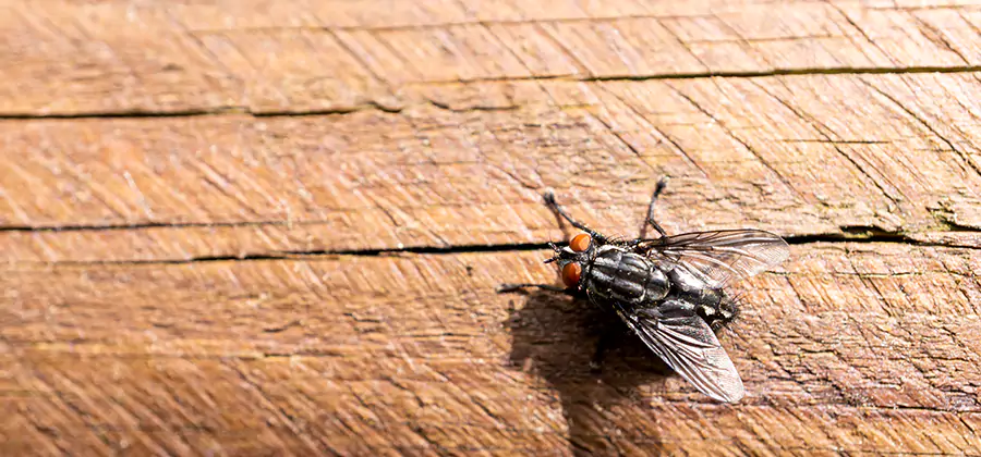 Flying Ant Barrier Treatment in Marietta