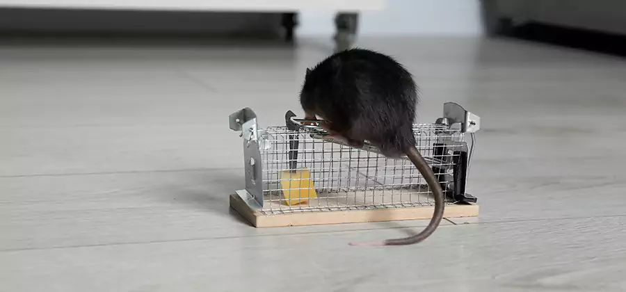 Mice in Attic Removal Marietta