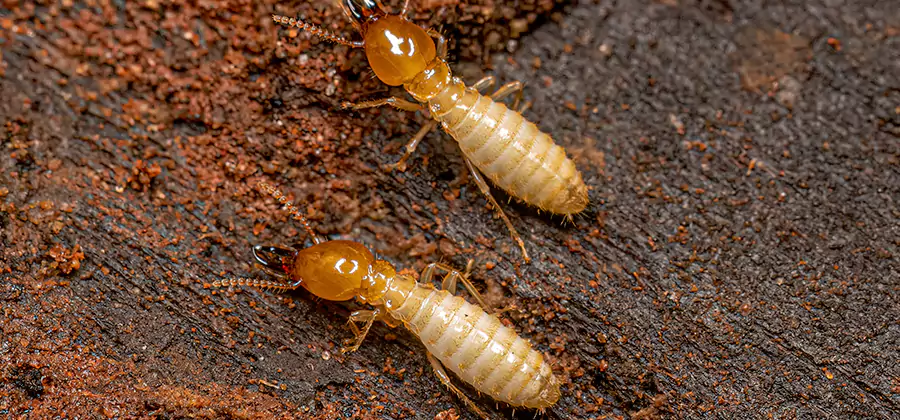 Structural Heat Termite Treatment in Marietta