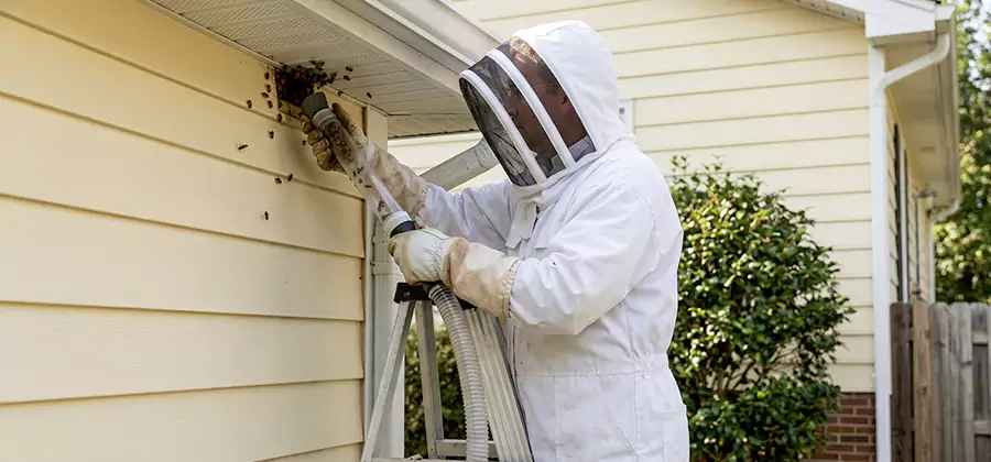 Wasp Nest in Wall Removal in Marietta