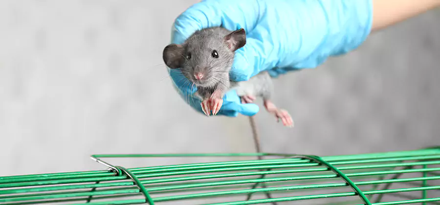 Humane Rat Trapping in Marietta