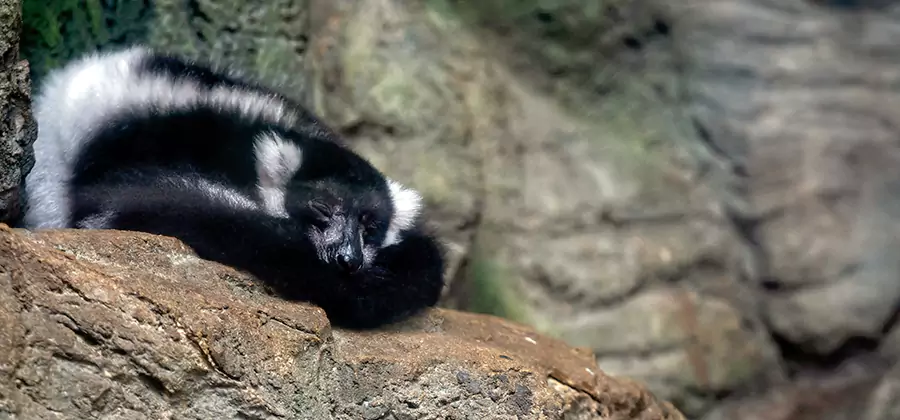 Humane Skunk Removal in Marietta