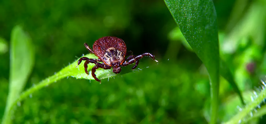 Tick Prevention for Yard in Marietta