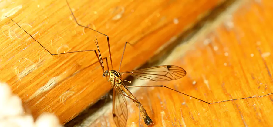 Exterior Mosquito Control in Marietta