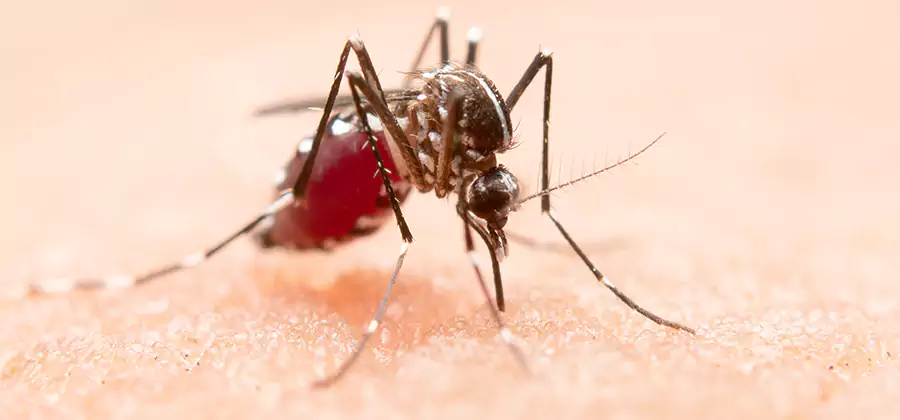 Indoor Mosquito Killer and Interior Control in Marietta