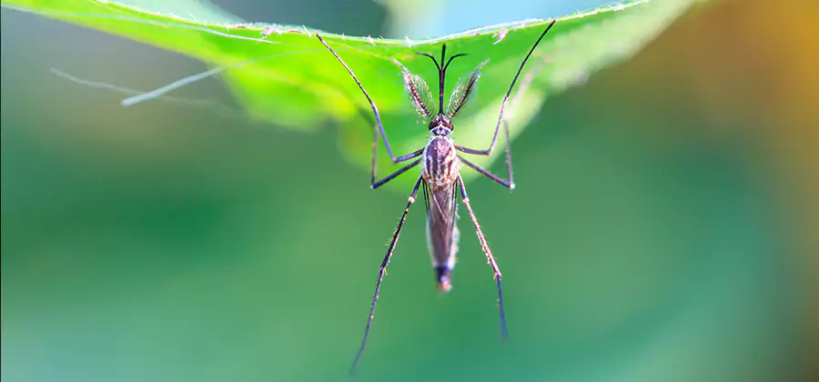 Home Defense Insect Killer in Marietta