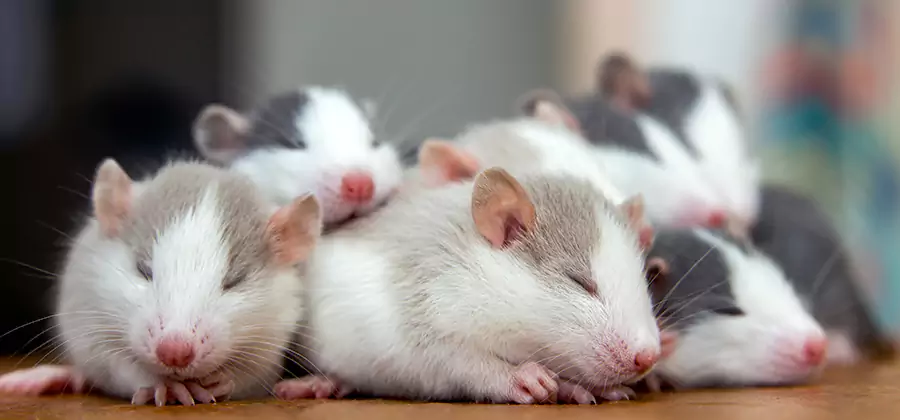 Marietta Pet Safe Mice Control