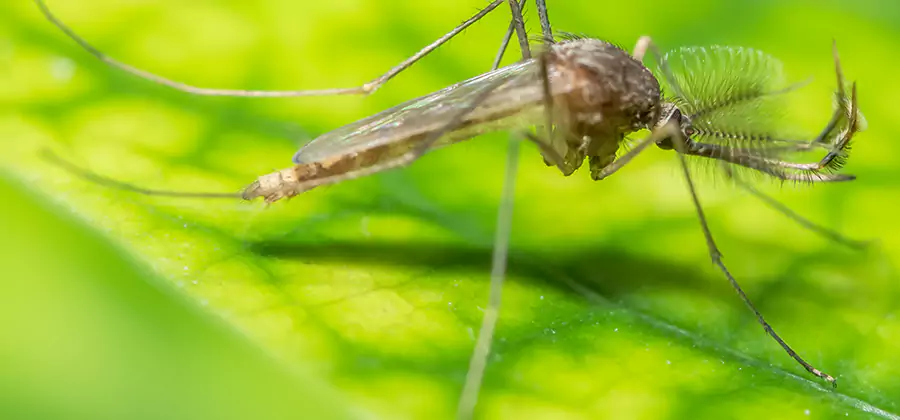 Herbal Mosquito Repellent Treatment in Marietta