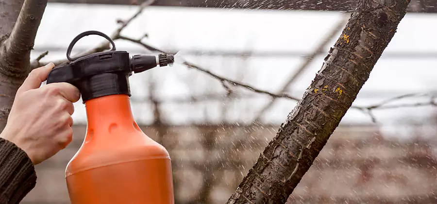 Orange Oil Structural Cavity Treatment in Marietta