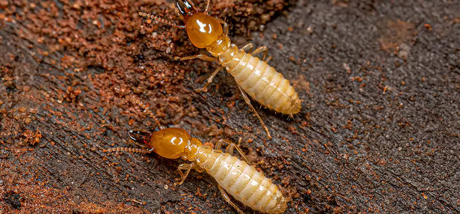 Natural Ant Hill Killer Treatment in Marietta